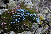 29_Fioriture sul Ponteranica